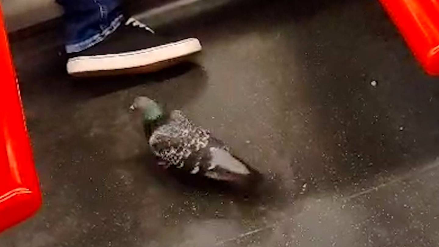Eläimet | Pulu matkusti metrolla Puotilaan – konkarin elkein toiminut eläin herätti hilpeyttä