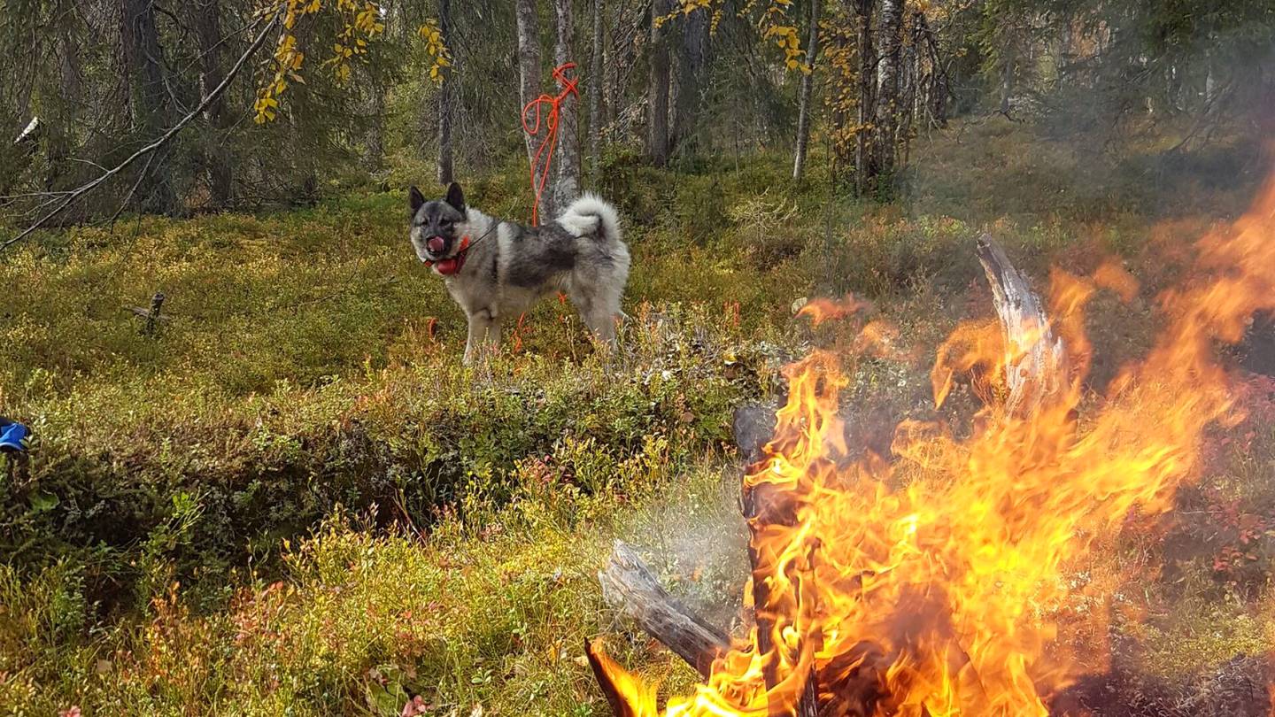 Eläimet | Eero Asunnan Leka-koira jahtasi karhua ja päätyi viikoksi Venäjälle – ”Ylimääräiset kilot olivat aika lailla karisseet”