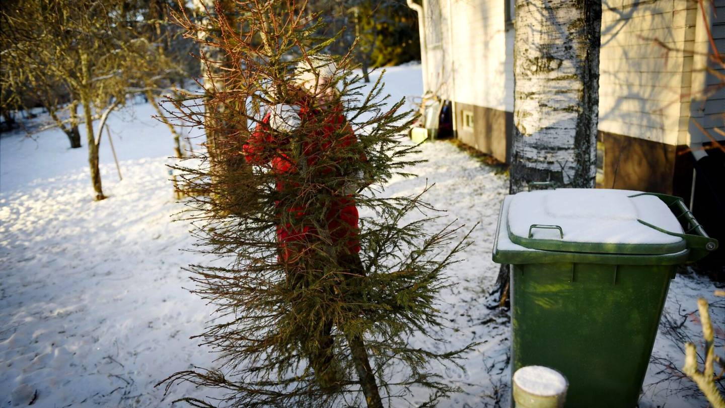 Kierrätys | HSY kerää taas kymmeniä­tuhansia joulu­kuusia hyöty­käyttöön: Kuusen saa jättää jäte­katoksen viereen odottamaan