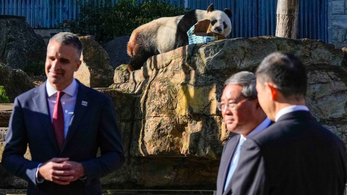 Pandadiplomatia | Kiina lupasi Australialle pandoja, vaikka tovi sitten maiden välit olivat jäätävät – mistä veljeily kumpuaa?