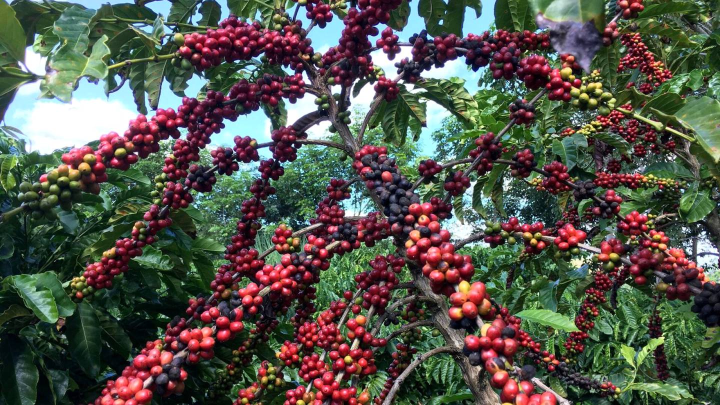 Raaka-aineet | Brasilian kahvisato jäämässä odotuksista, kahvin hinta voi pysyä yhä kovissa lukemissa