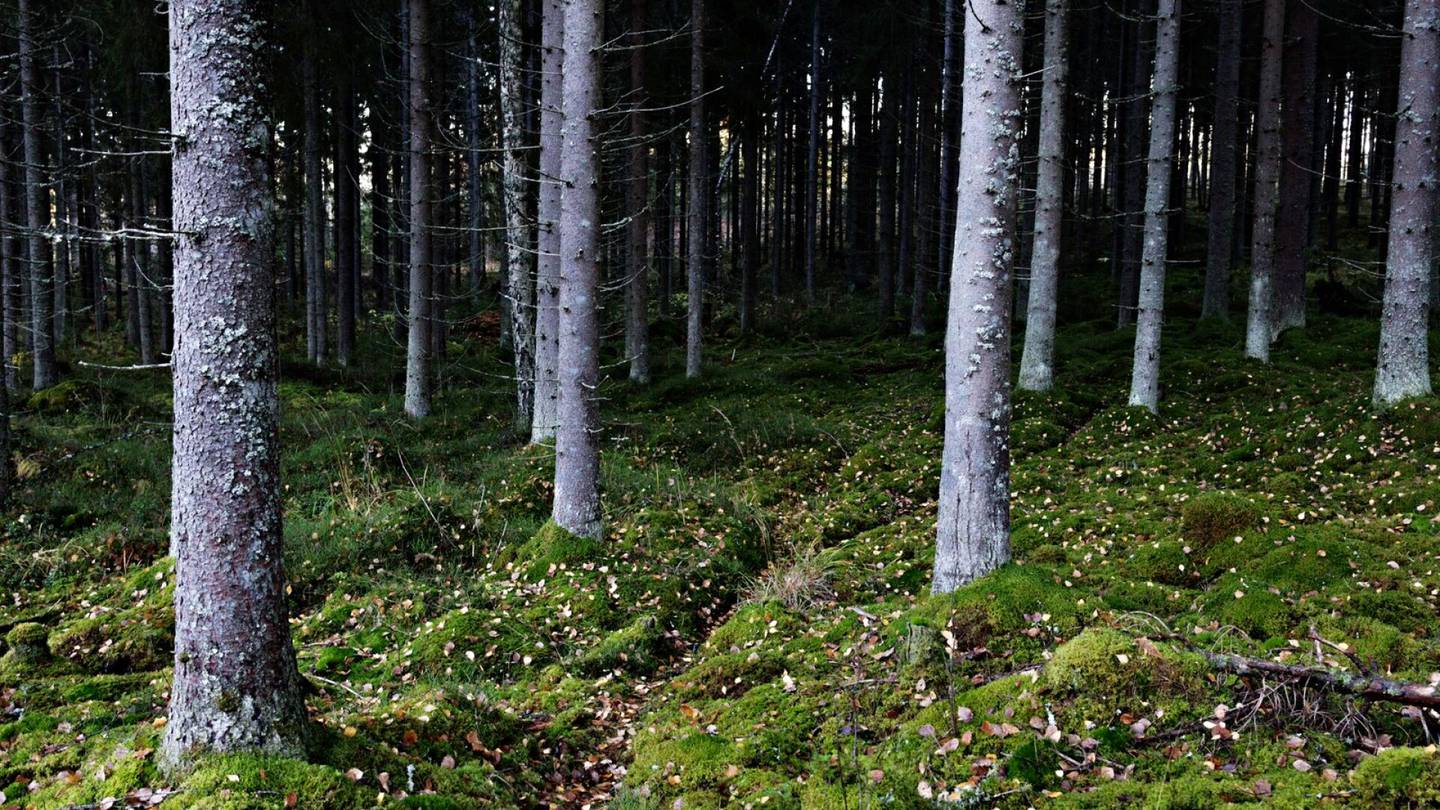 Metsät | Suojellun metsän määrä on lisääntynyt Suomessa, kasvua eniten etelässä