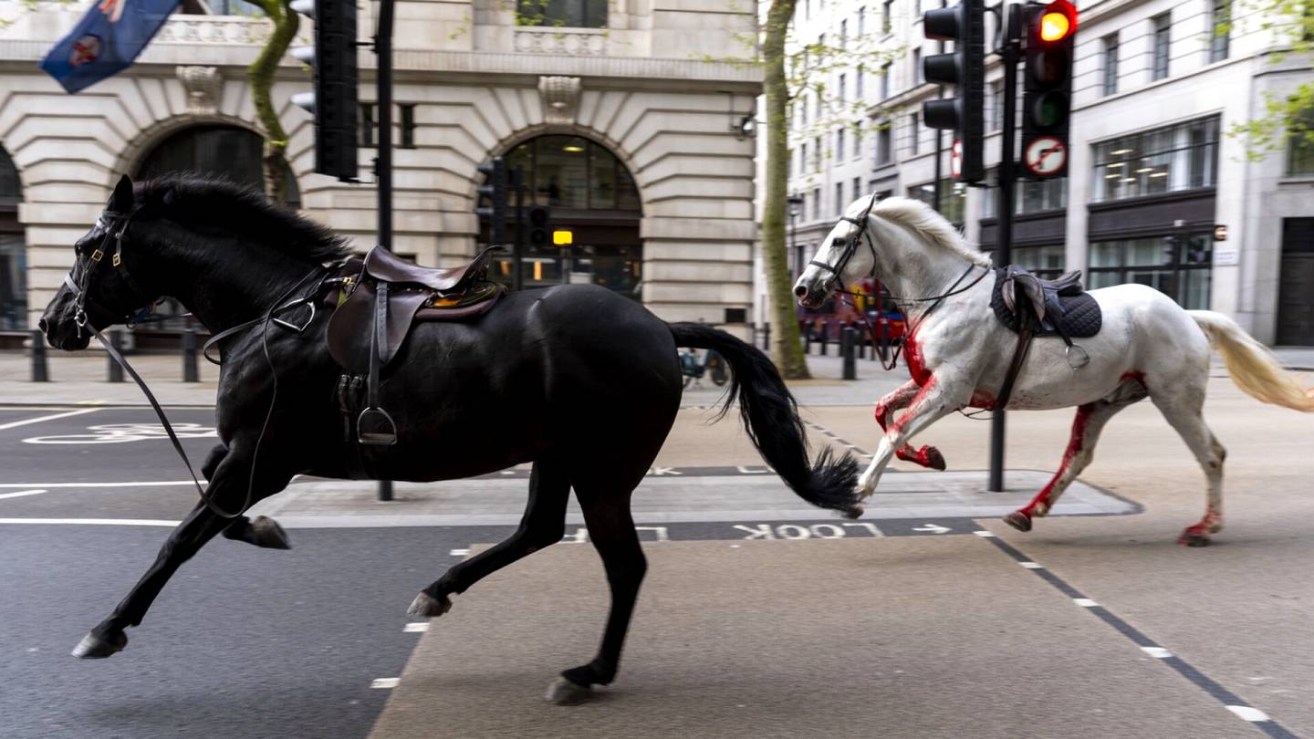 Video | Useita ratsu­väen hevosia karkasi liikenteen sekaan Lontoossa – neljä ihmistä loukkaantui