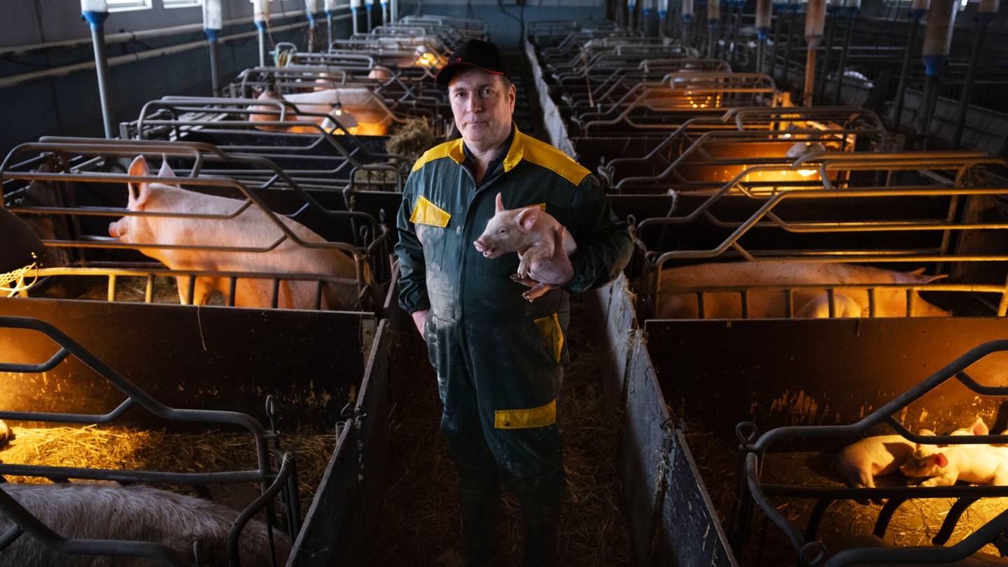Maatalous | Pekka Litja sulkee sikalansa, kun emakot ovat imettäneet viimeiset porsaansa – Tältä näyttää maatalouden kriisi
