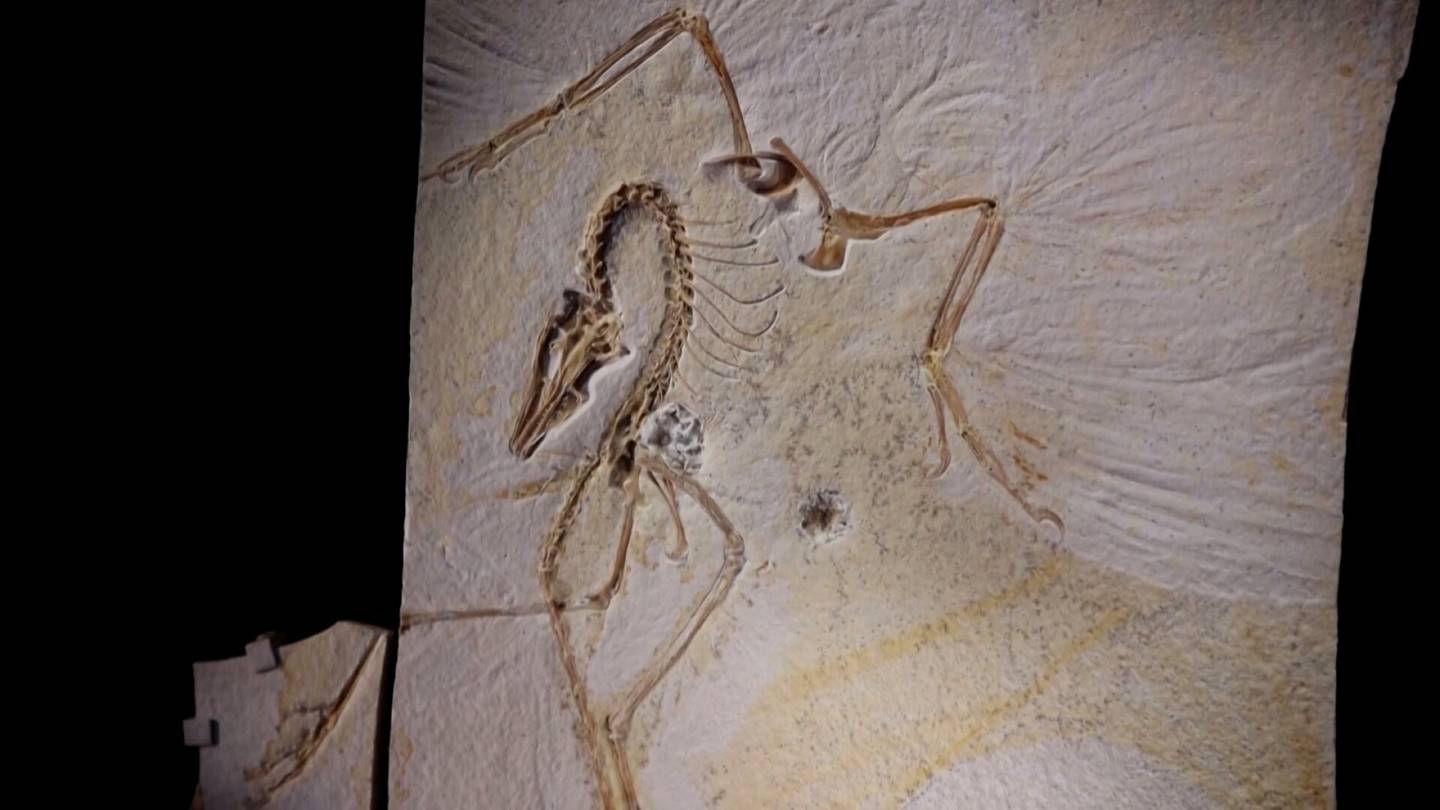 Video | Yhdysvaltalais­museo esitteli ”kaikkien aikojen tärkeimmän fossiilin”