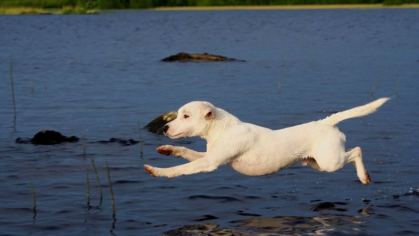 Helsingin yliopisto | Tutkijat selvittivät, miten koirien elämänlaatua voisi parantaa: ”Löysimme varsin laajoja muutoksia”