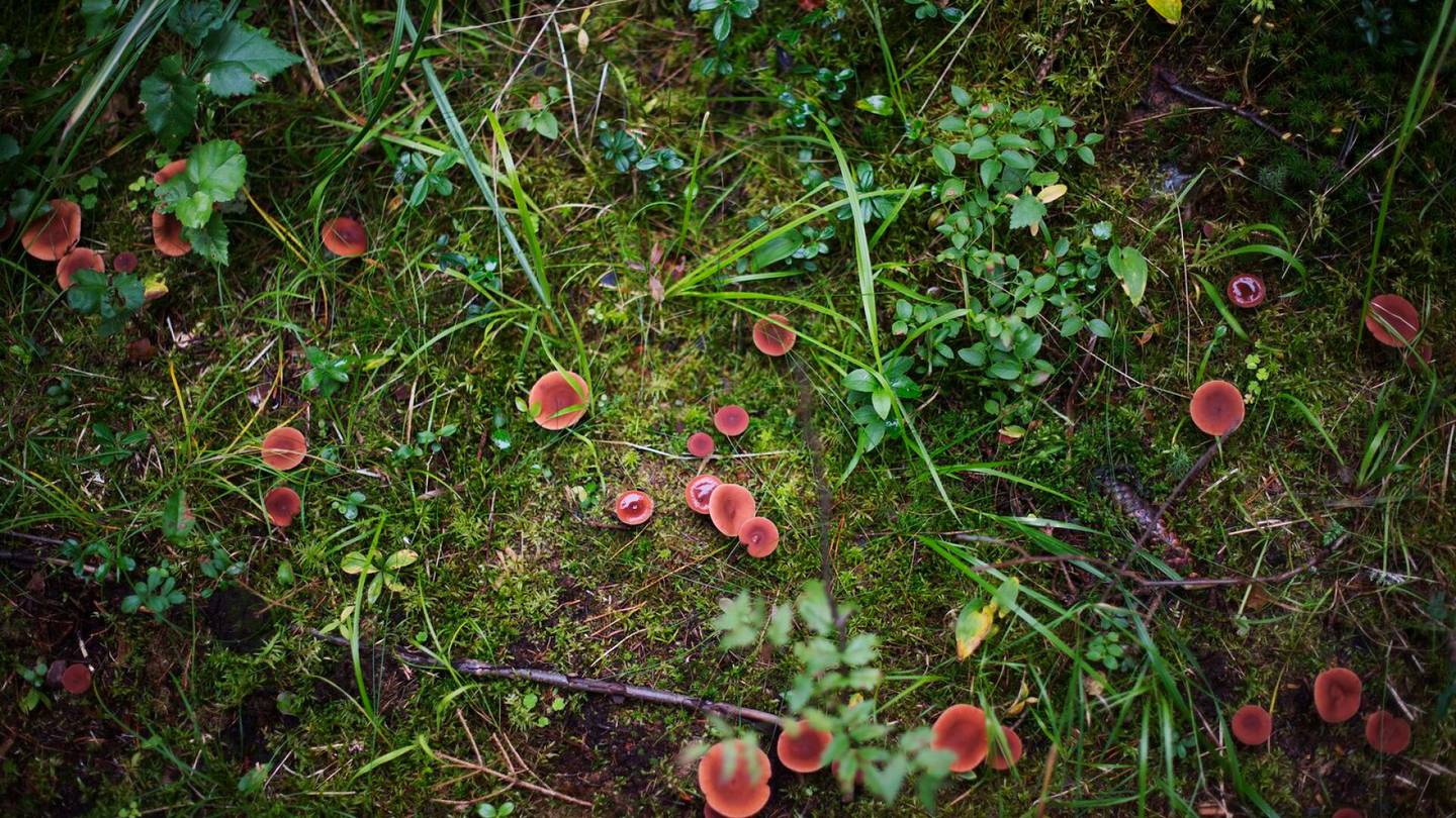 Sienet | Parhaat sienet sienisalaattiin kerätään nyt – Tässä on herkullinen ohje