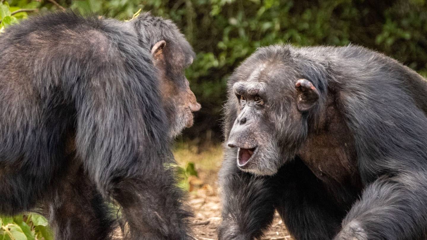 Eläinten käytös  | Isot apinat kiusoittelevat toisiaan – siinäkö ihmisen huumorin alku?