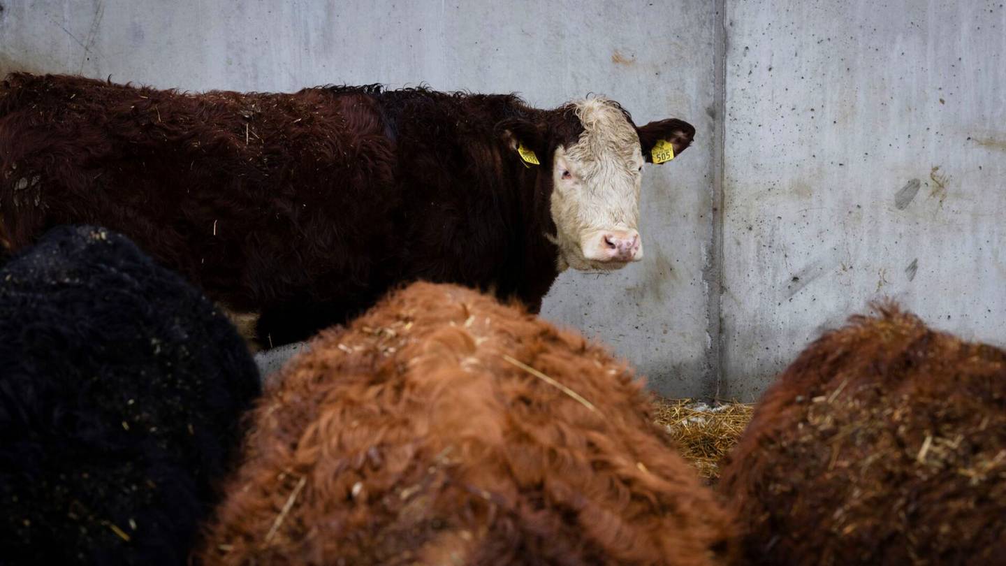 Helsingin yliopisto | Uusi lehmille syötettävä lisä­aine vähentää rajusti metaani­päästöjä, paljastaa tutkimus