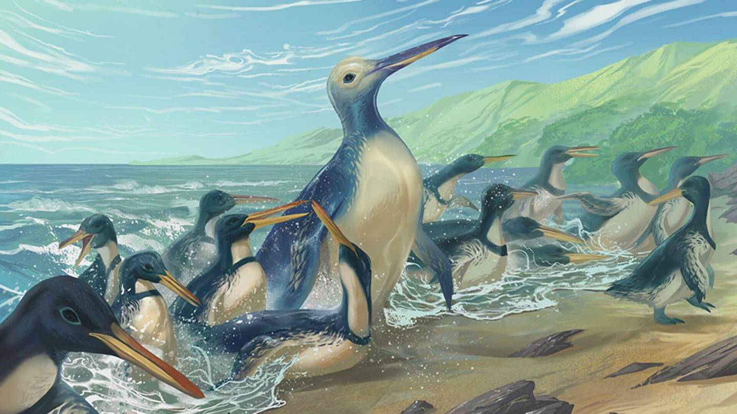Paleontologia | Tutkijat löysivät kaikkien aikojen suurimman pingviinin jäänteet