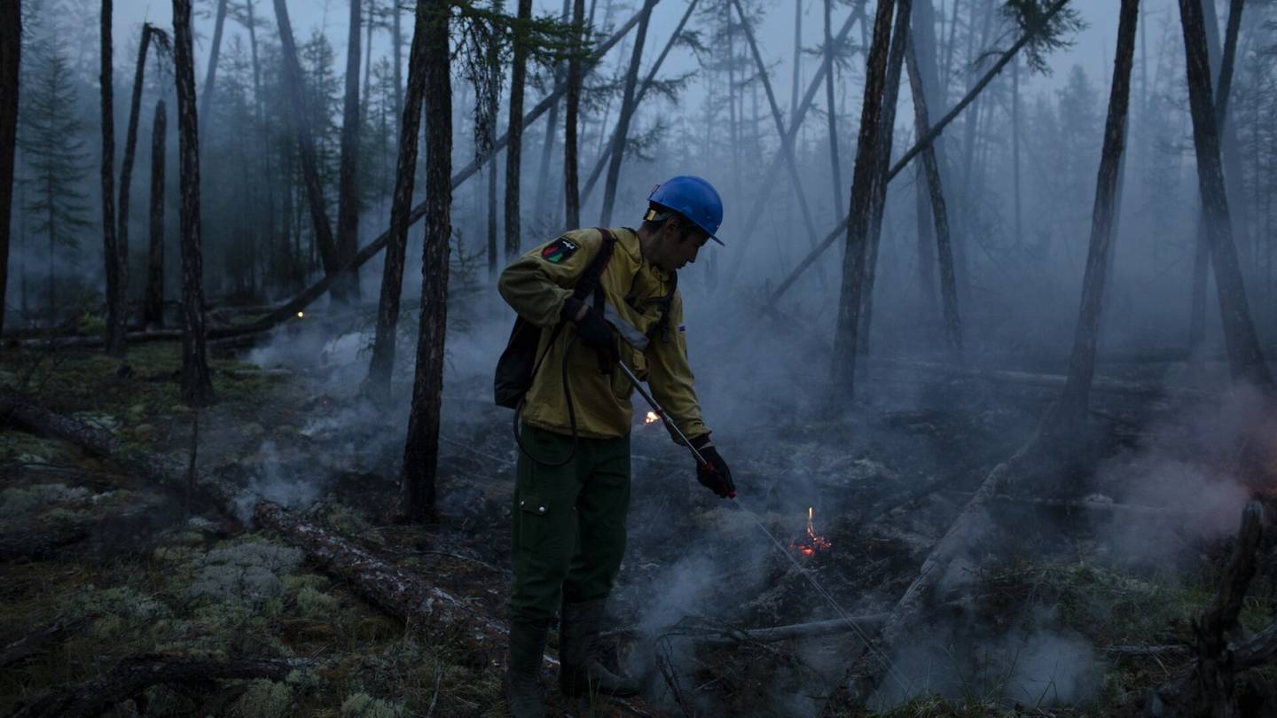 Venäjä | Venäjä väittää, että sen metsät ovat ylivertainen hiilinielu – Voivat muuttua päästölähteeksi, asiantuntija sanoo
