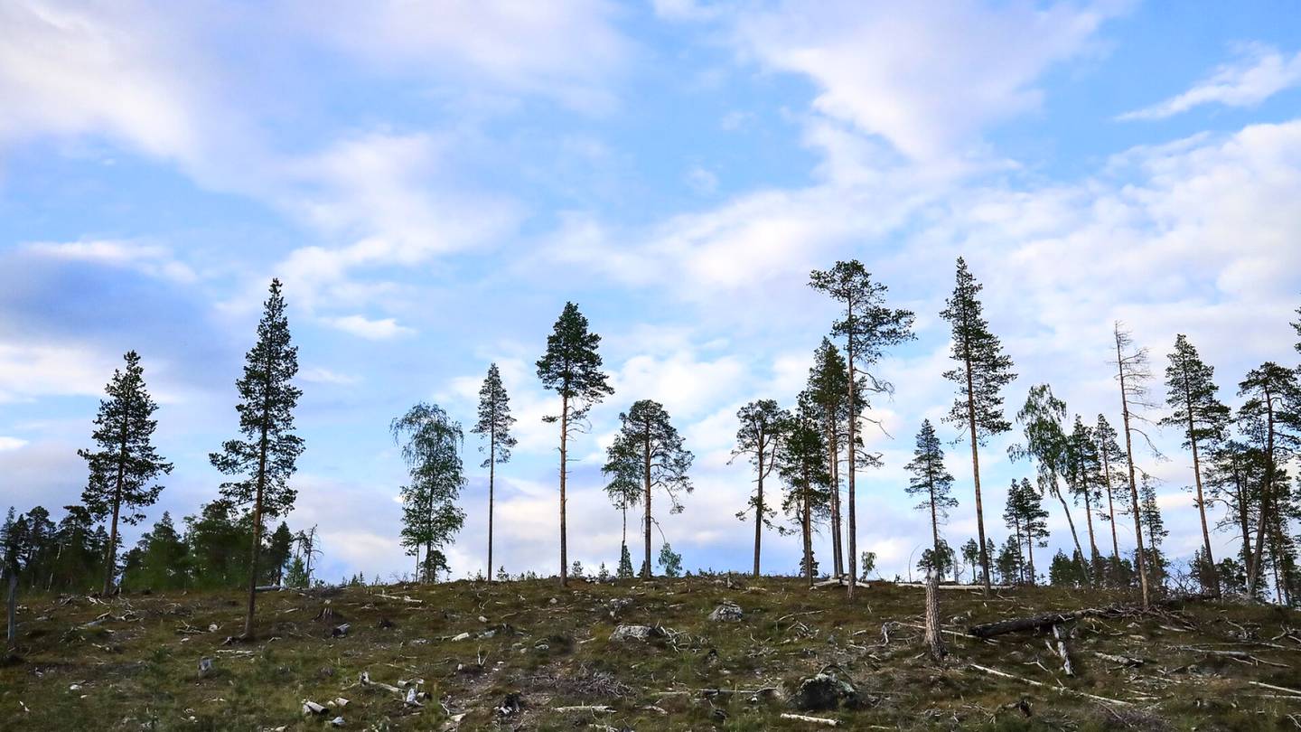 Lukijan mielipide | Inarin ikimetsien suojelu olisi hyväksi luonnolle, taloudelle ja matkailulle