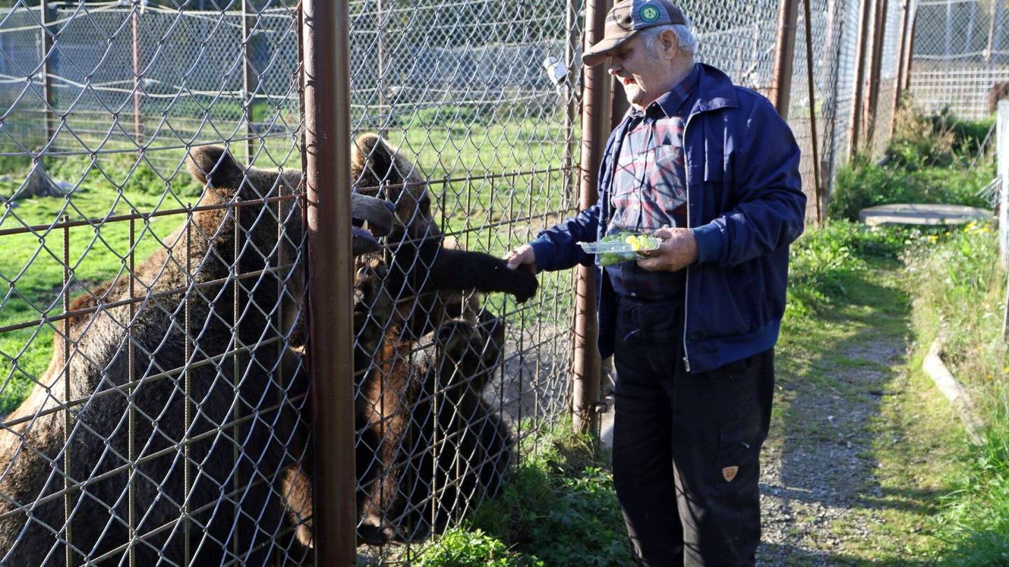 Suurpedot | Tukes selvittää karhun karkaamisen syitä Kuusamon Suurpeto­keskuksessa: ”Pitää katsoa, miten toimintaa pitäisi korjata”