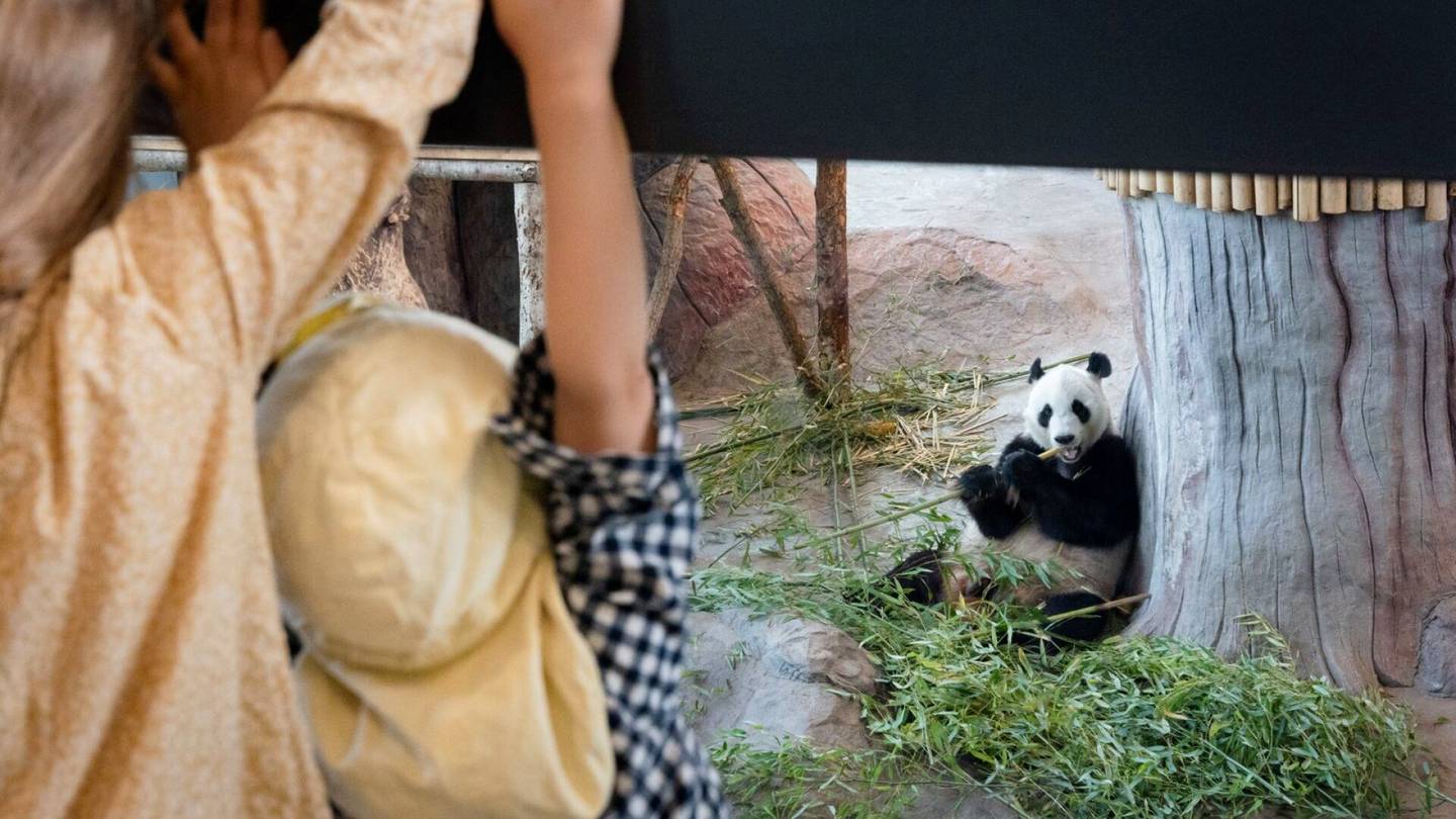 Pandat | Konkurssin partaalla oleva Ähtärin eläin­puisto yrittää pitää kiinni pandoistaan