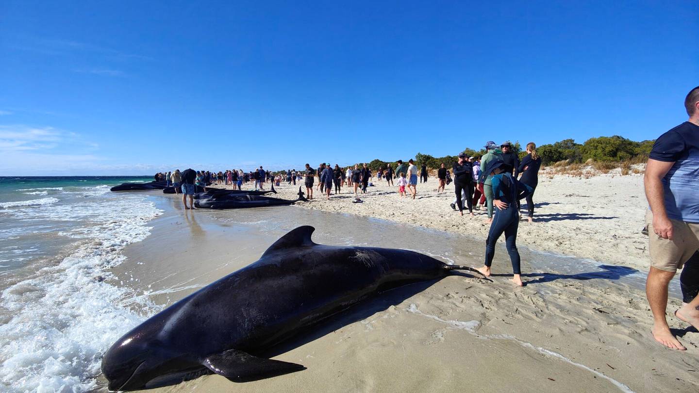 Video | Yli 100 valasta ajautui rantaan Australiassa