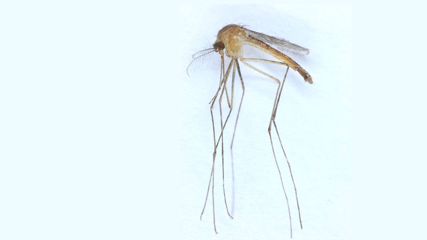 Hyttyset | Lieksasta löytyi harvinainen hyttynen, joka kykenisi levittämään Länsi-Niilin virusta