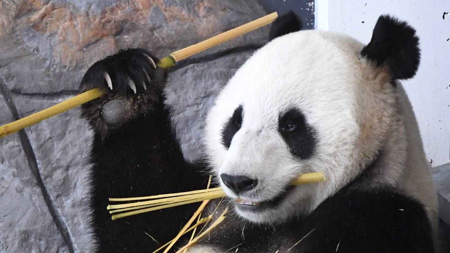 Pandat | Ähtärin eläin­puisto teki jälleen isot tappiot
