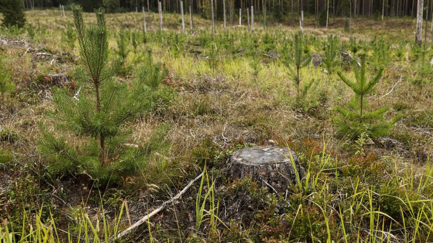 Metsät | Keskustan ja Rkp:n kanta voitti hallituksen kiistassa: Suomi vastustaa EU:n metsä­asetusta