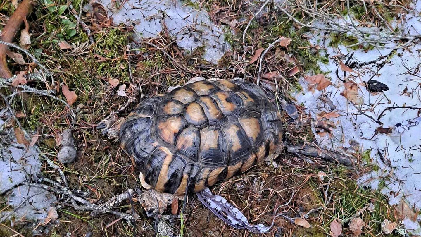 Eläimet | Metsästä löytyi kilpikonna Kouvolassa