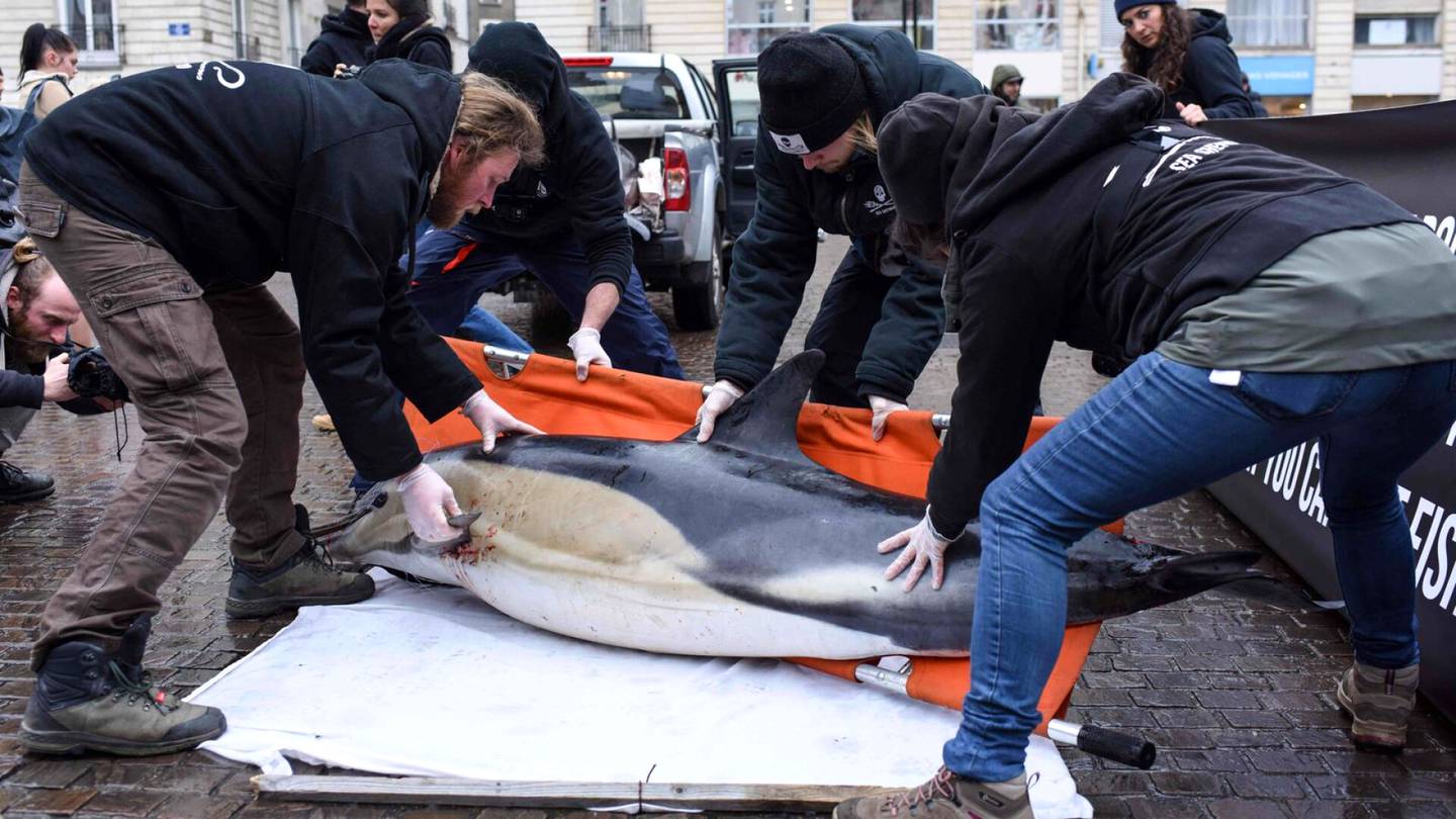 Eläimet | The Guardian: Ranskan rannikoille huuhtoutunut ennätyksellisen paljon kuolleita delfiinejä