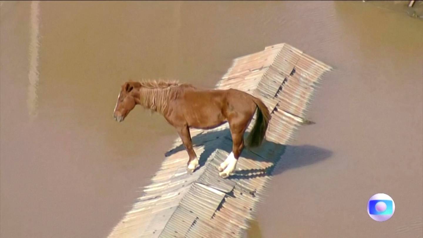 Video | Luonnon­­katastrofi riepottelee Brasiliaa: Hevonen jäi jumiin katolle, noin 20 koiraa loukussa rakennuksessa