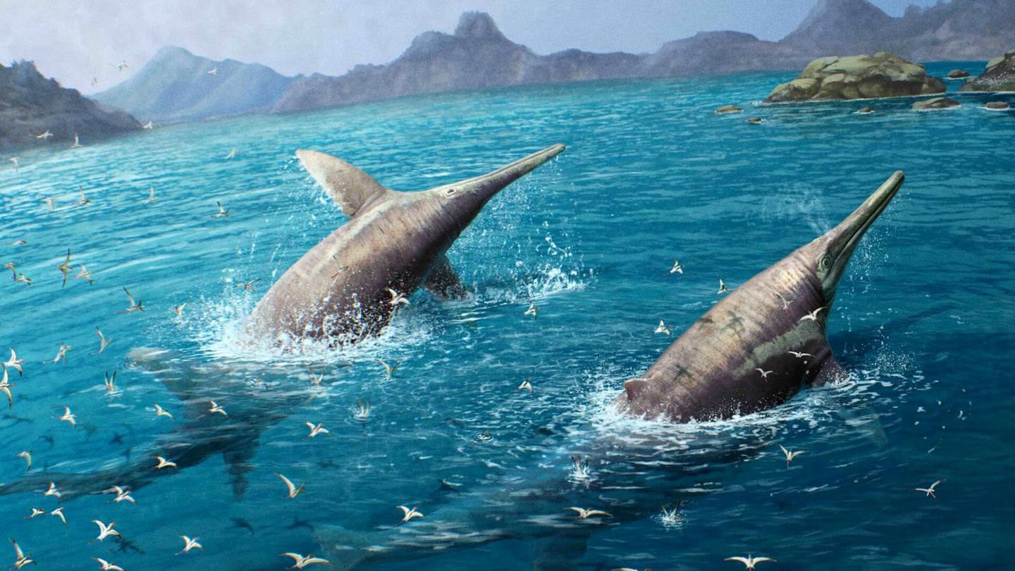 Paleontologia | Tutkijat ovat tunnistaneet kenties maailman suurimman meri­matelijan fossiileista