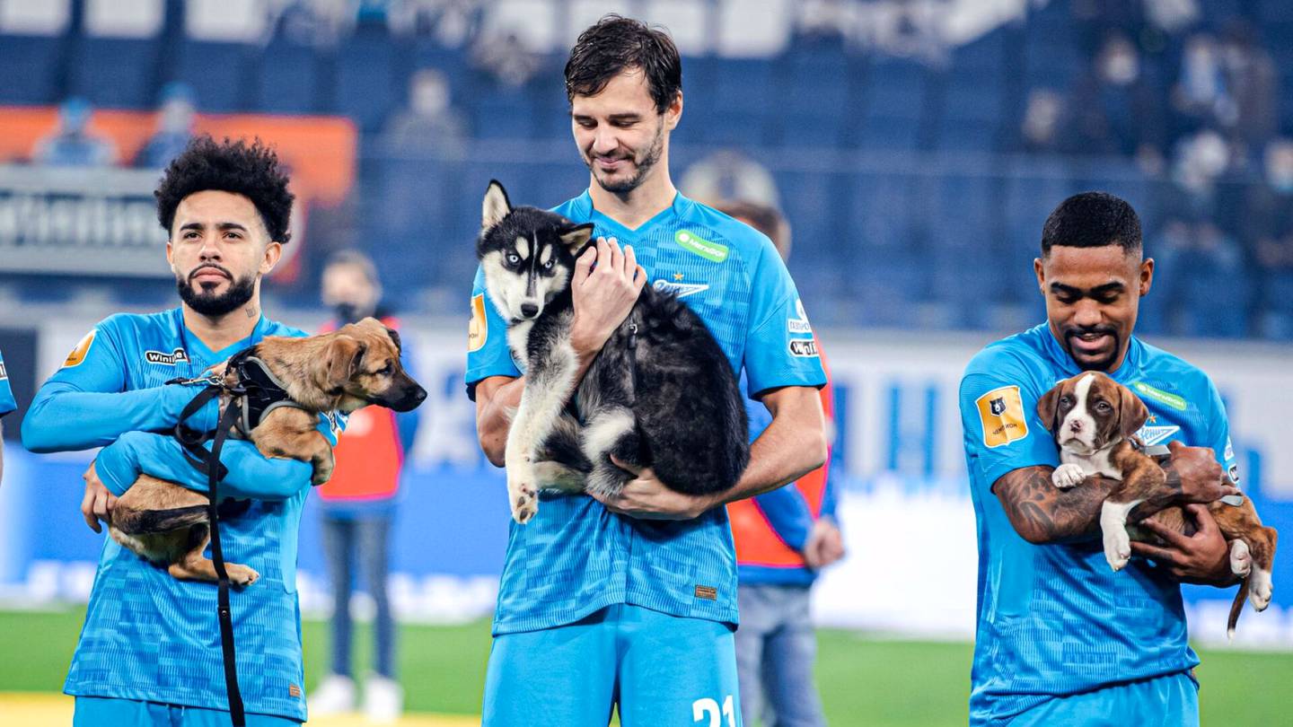 Koirat | Pelaajat kantoivat kodittomia koiran­pentuja jalkapallo­kentälle Pietarissa ennen ottelua – Katso tempaus videolta