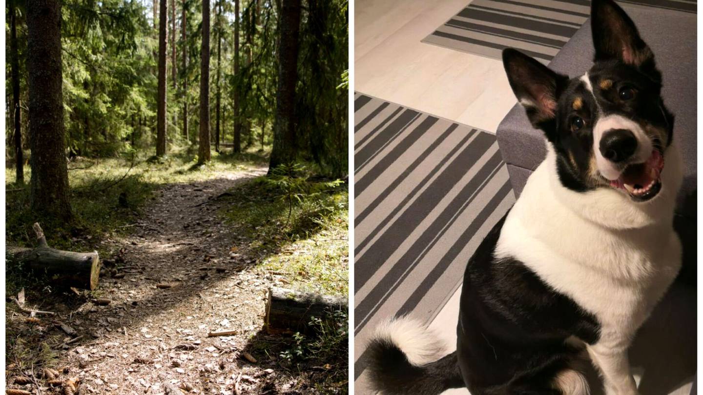 Eläimet | Vantaalainen Fredi-koira oli tukehtua kondomiin – Omistaja pelasti viime hetkellä