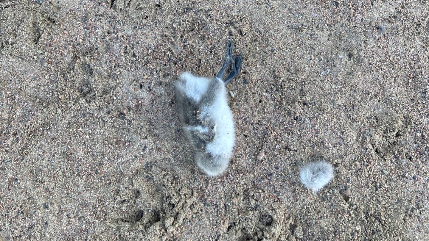 Eläimet | Poliisi pyytää vihjeitä: Viisi linnunpoikasta löytyi Lauttasaaressa kuolleena, videolla tapetaan lintu