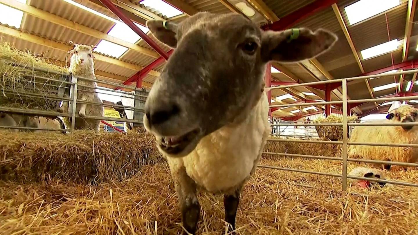 Video | ”Britannian yksinäisin lammas” sai uuden kodin Skotlannissa