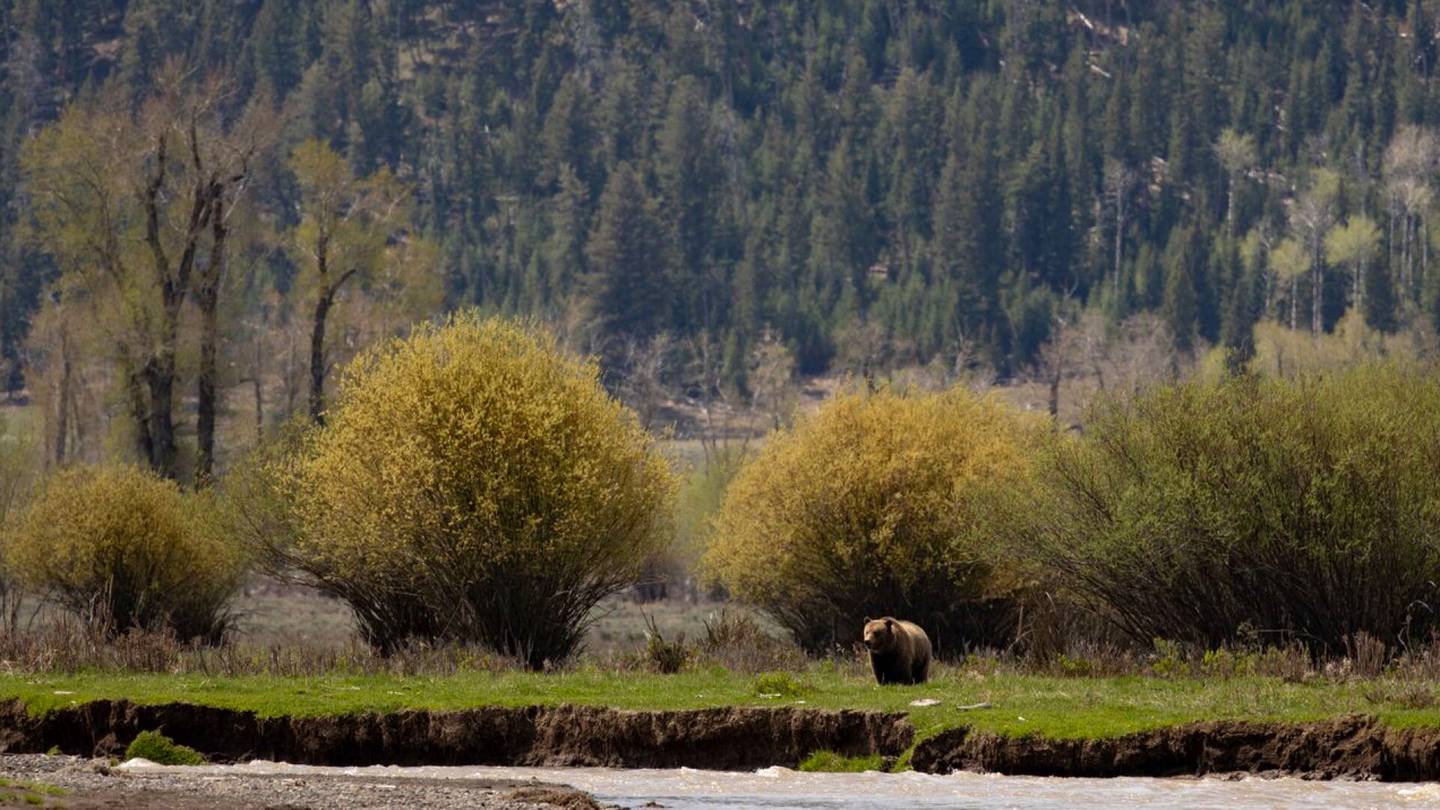 Kanada | Karhu tappoi kaksi retkeilijää kansallis­puistossa