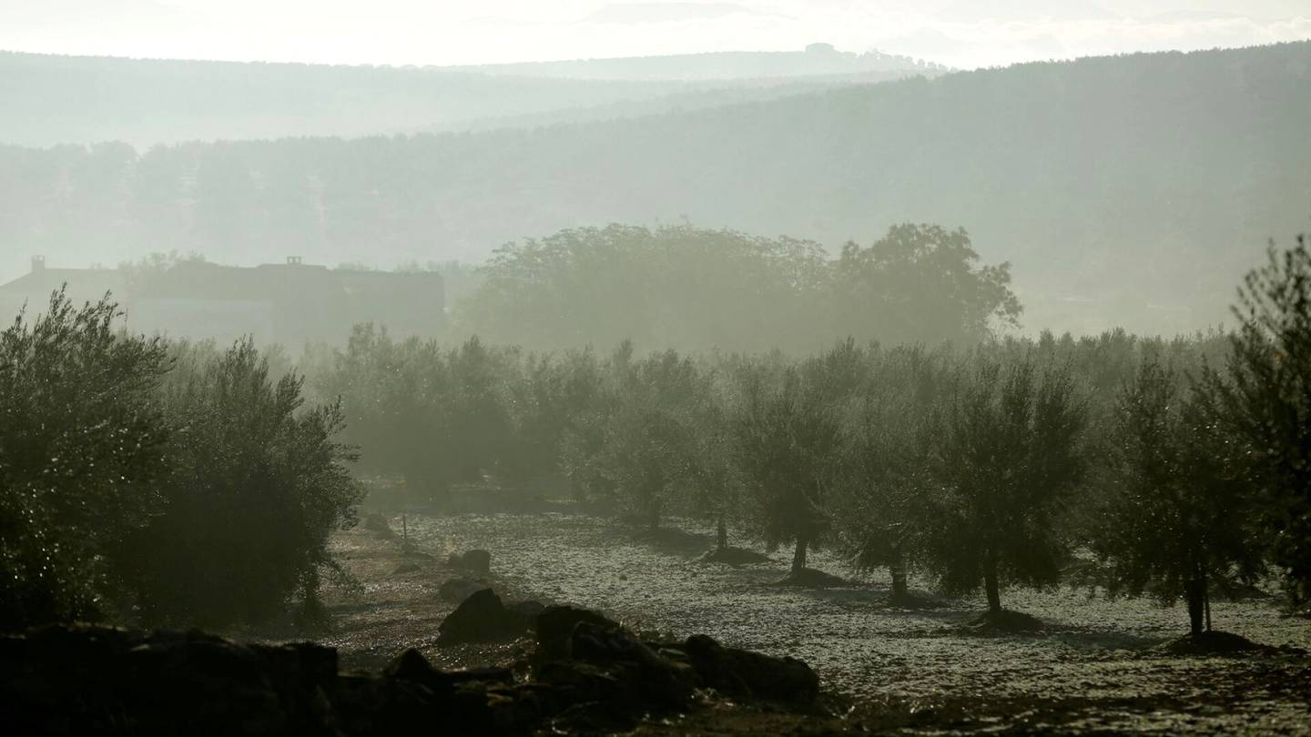 Espanjan kuivuus | Oliiviöljyn hinta voi nousta roimasti