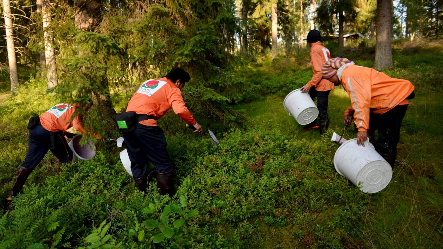 Marjat | Thaimaalaisten marjan­poimijoiden saapuminen Suomeen viivästynyt – Mädäntyvätkö mustikat metsiin?