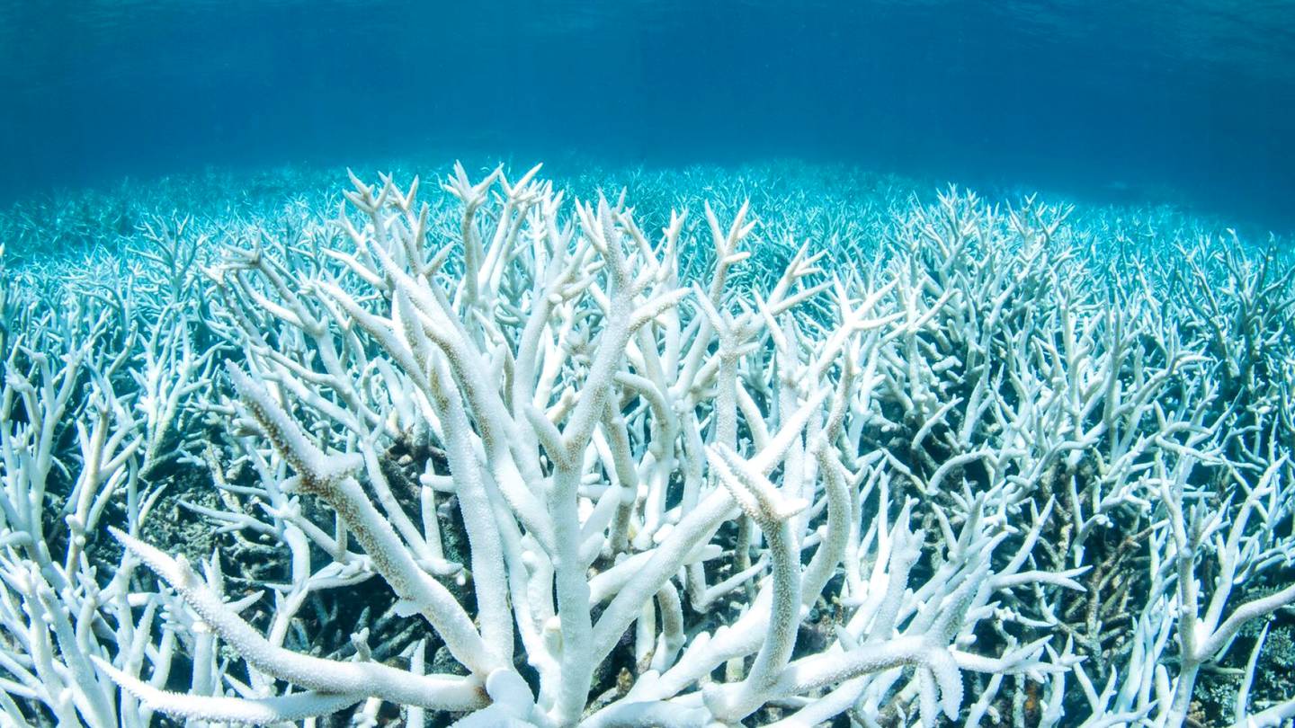 HS Ympäristö | Helleaalto haalisti 91 prosenttia Australian Ison valliriutan koralleista