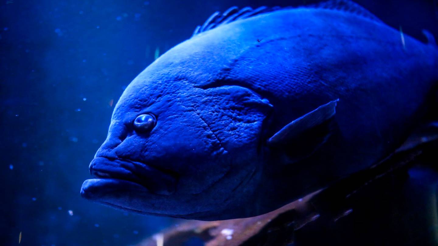 Eläimet | Sea Lifen kuuluisimman kalan akvaario saa uuden asukkaan