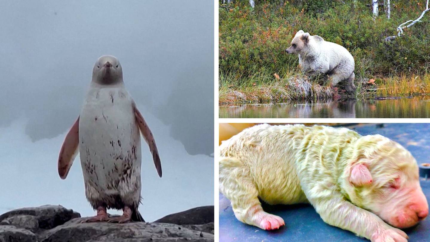 Video | Tältä näyttävät valkoinen pingviini ja vihreä koira – Värivirheet ovat luonnossa harvinaisia