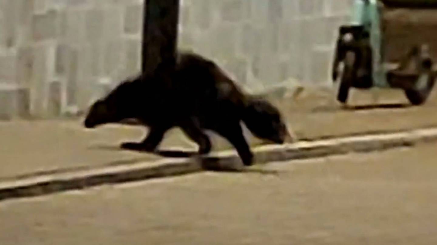 Eläimet | Ahma jolkotti pitkin kaupungin keskustaa – Franziska Wolff tallensi videolle harvinaisen näyn Joensuussa