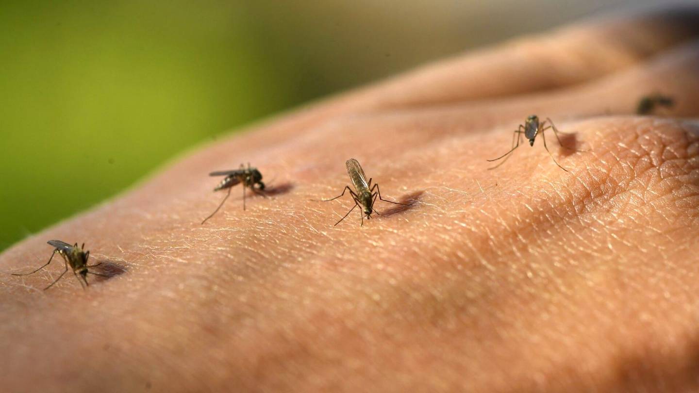 Hyönteiset | Hyttysten aktiivisin kausi voi olla tänä kesänä pidempi kuin viime vuosina