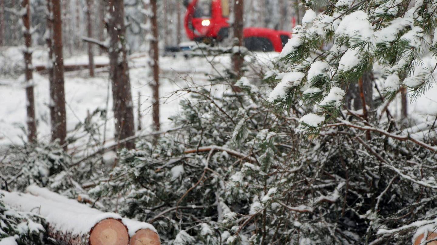 HS Ympäristö | Suomen metsien harvennuksissa kaatuu laittoman paljon puuta: ”Tulokset ovat huolestuttavia”
