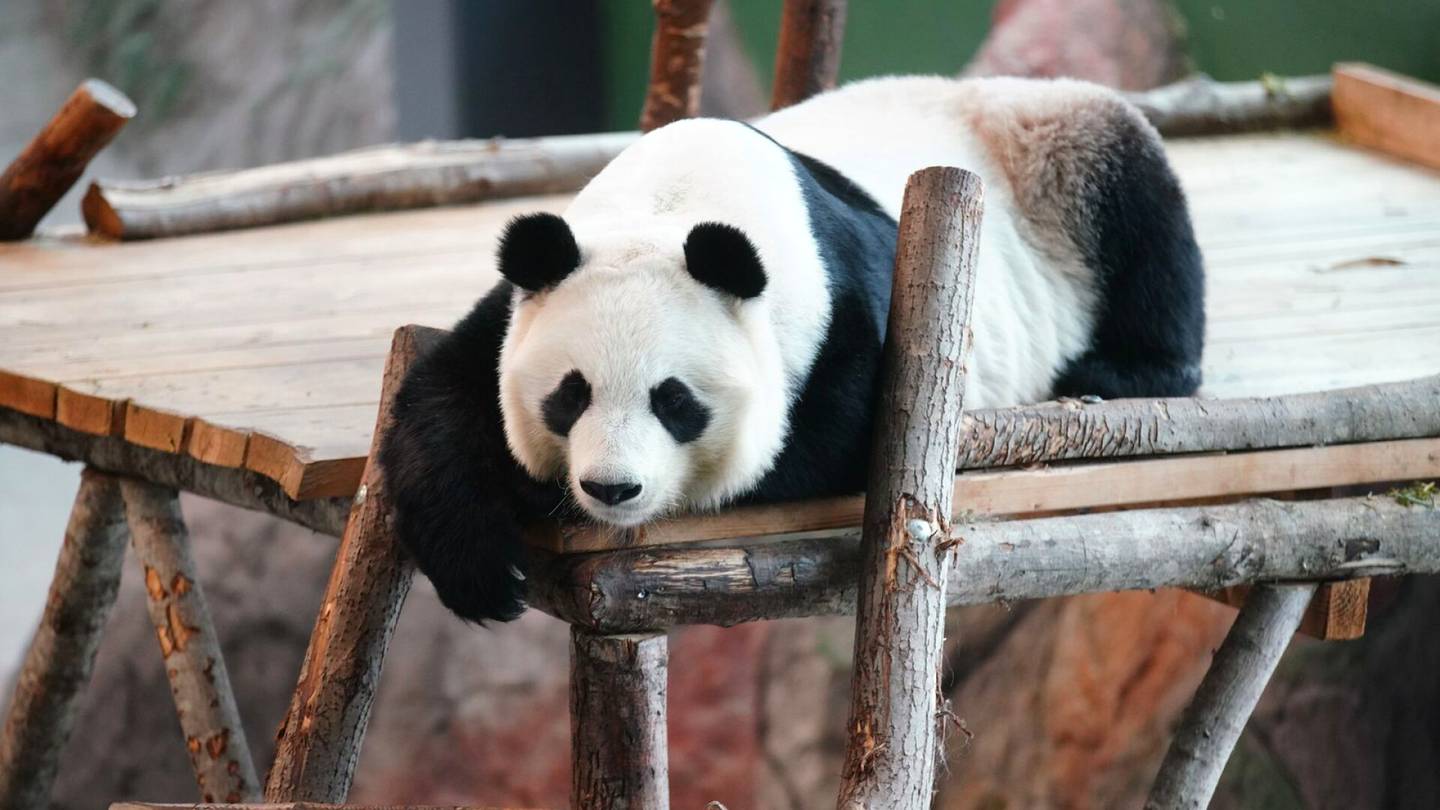 Pandat | Lumi-pandan raskaus­yritys päättyi pettymykseen Ähtärissä – Odotetusta pennusta toivottiin helpotusta eläin­puiston ahdinkoon