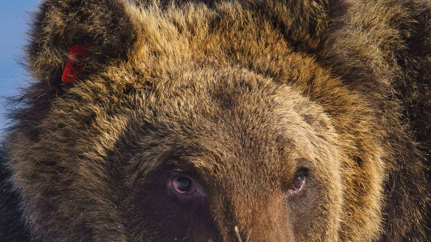 Italia | Leipomo­murrosta tunnettu karhu kuoli, italialaiset surevat
