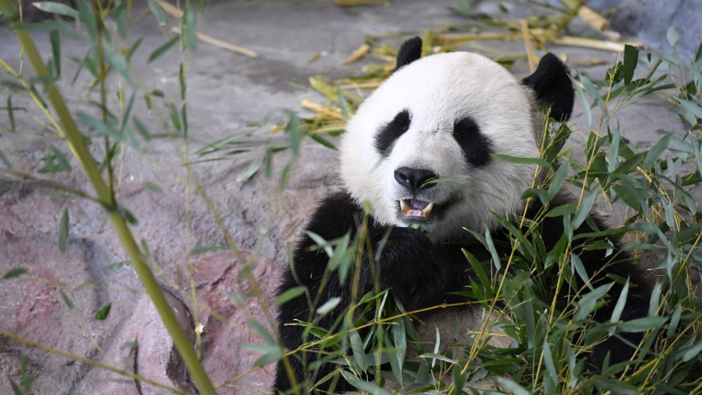 Pandat | Pandojen tulolle Suomeen oli perusta tutkimuksessa, sanoo asiantuntija