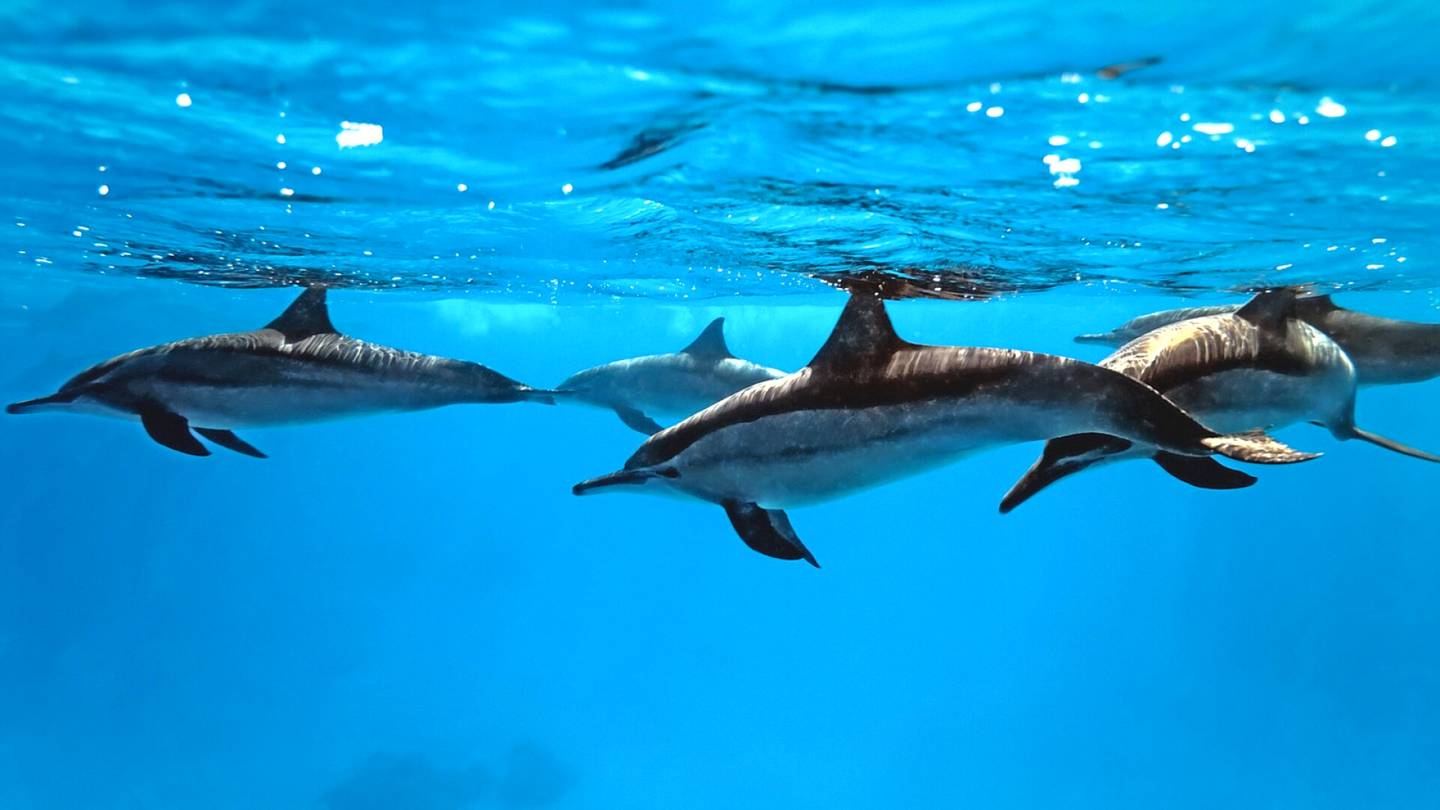 Biologia | Naarasdelfiineillä on toimiva klitoris – ”Se kehittyy tiettyä tarkoitusta varten”