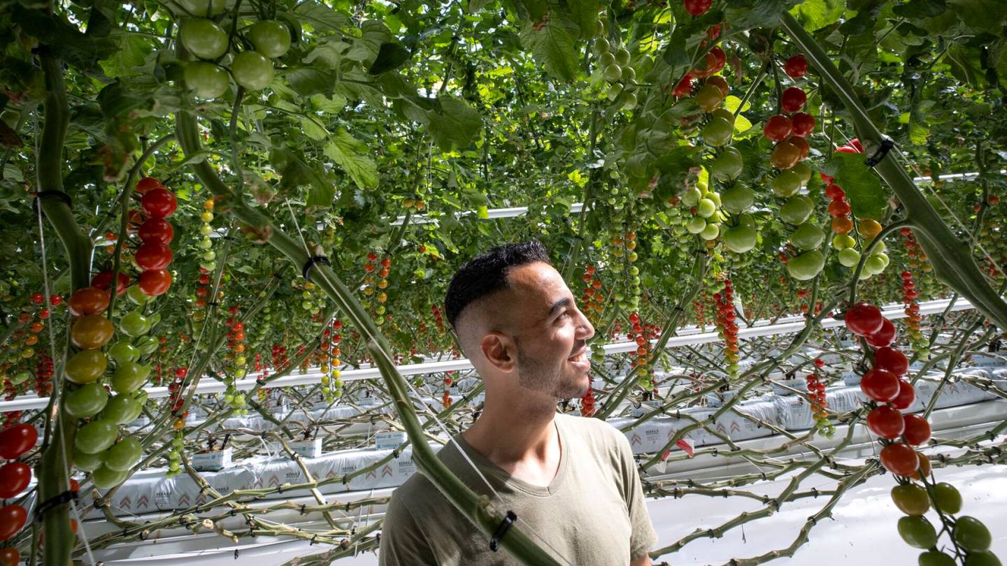 Maastojuoksu | Ali Abdulrahman juoksee työmatkansa porilaiselle tomaattitilalle joka päivä: ”Aika äkkiä ymmärsin, että eihän se kylmä lopulta mikään ongelma ole”