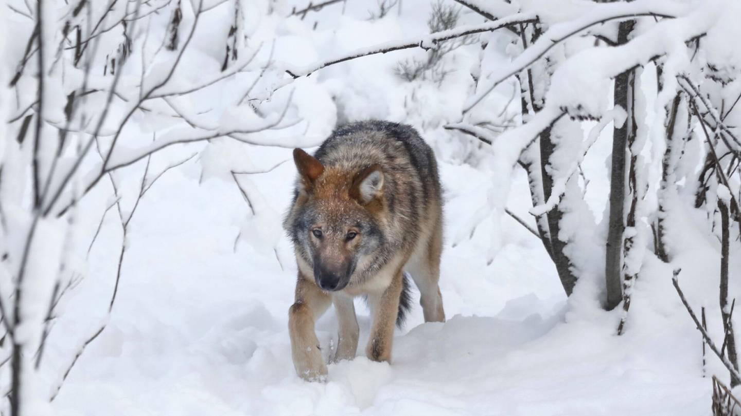 Sudet | Poromiehet ampuvat susia heli­koptereista – Moni Suomeen pyrkivä susi kohtaa loppunsa näissä metsissä