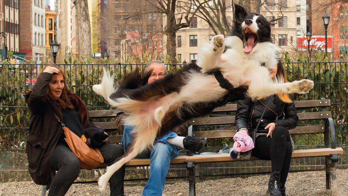 Valokuva | Nämä 11 hilpeää valokuvaa kilpailevat hauskimman lemmikki­eläin­kuvan tittelistä