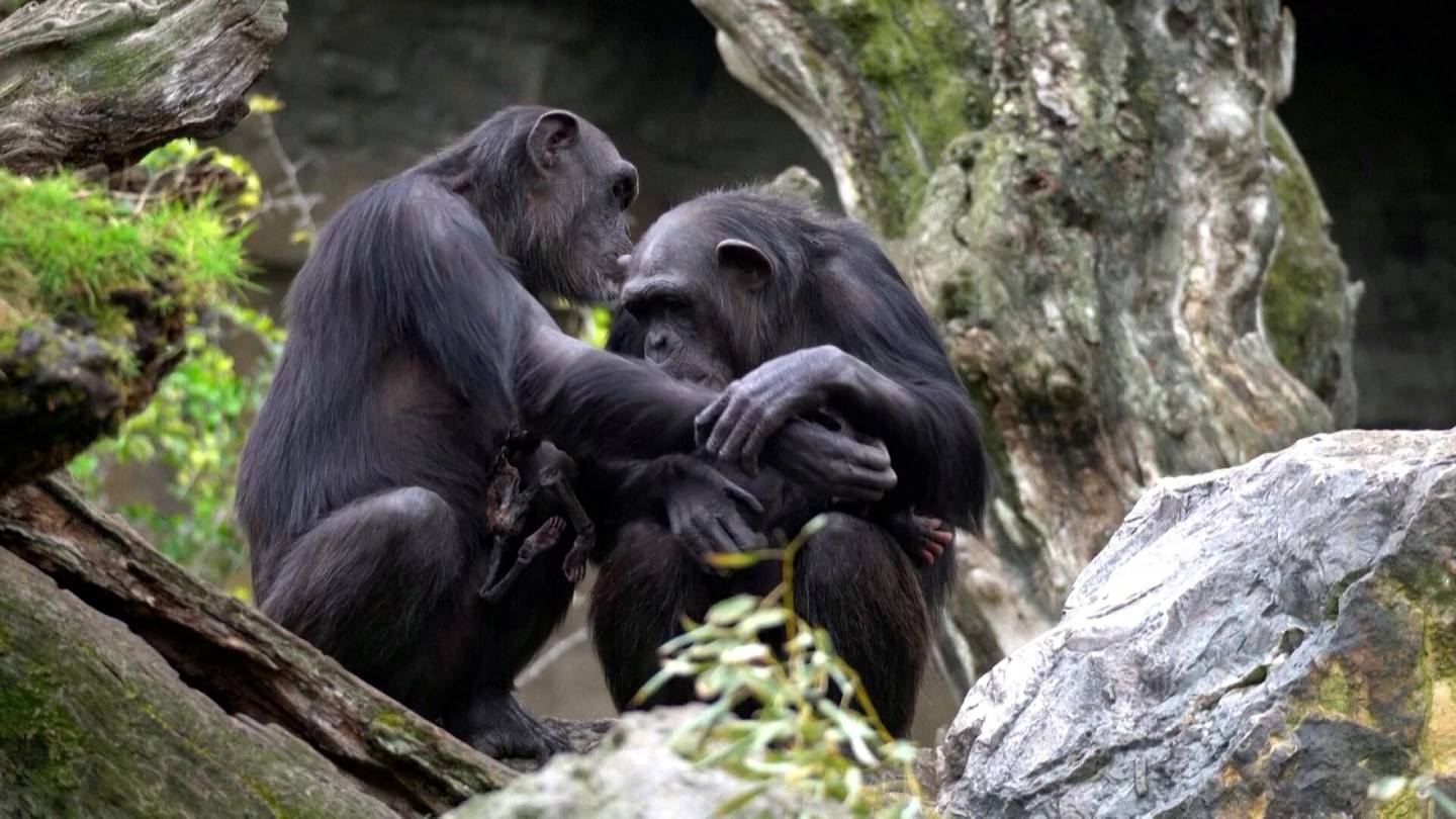 Eläimet | Kuollutta poikastaan kanniskeleva simpanssi­äiti hämmentää espanjalaisessa eläin­tarhassa