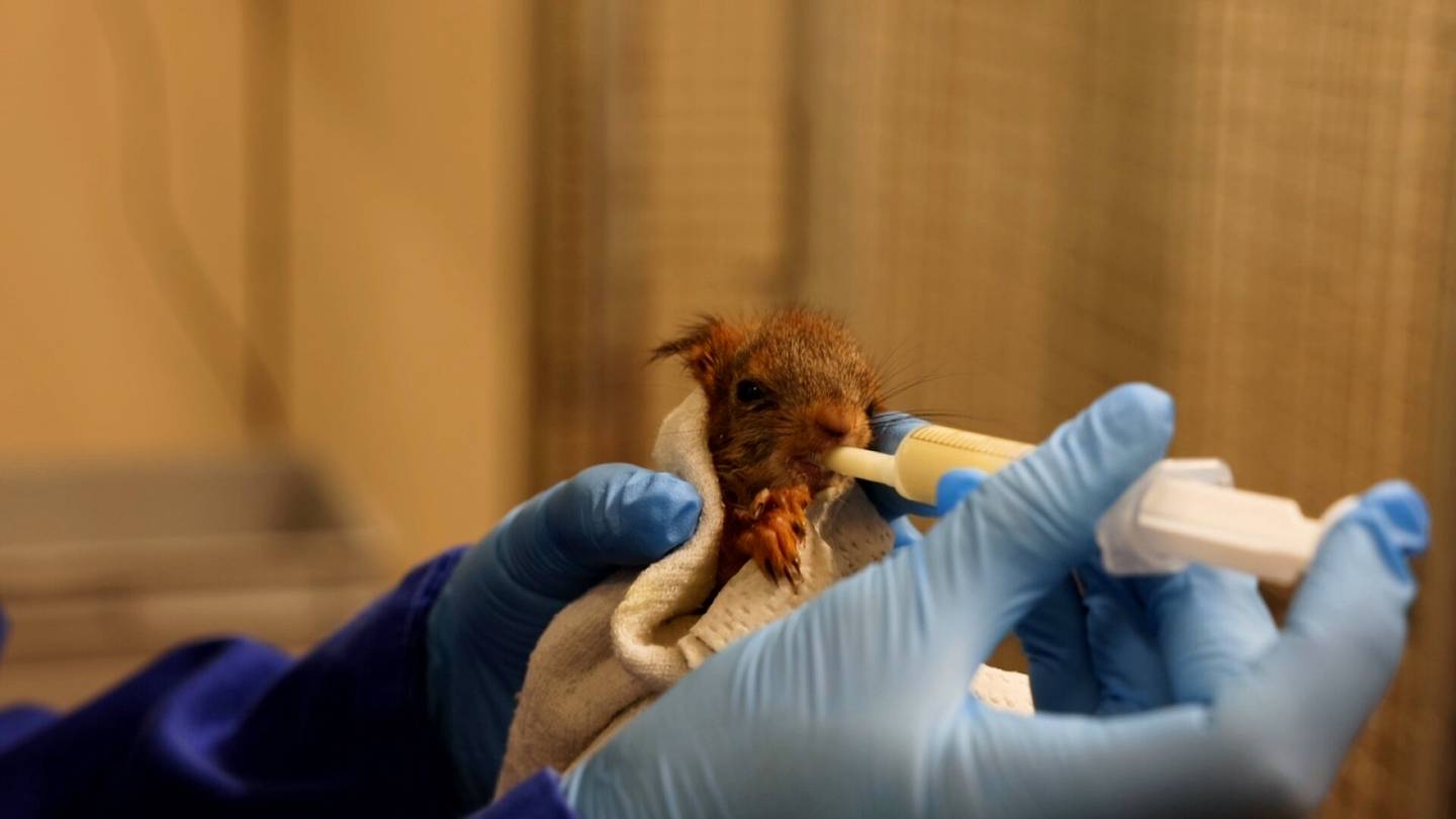 Lasten uutiset | Villieläinsairaalassa hoidetaan loukkaantuneita eläimiä