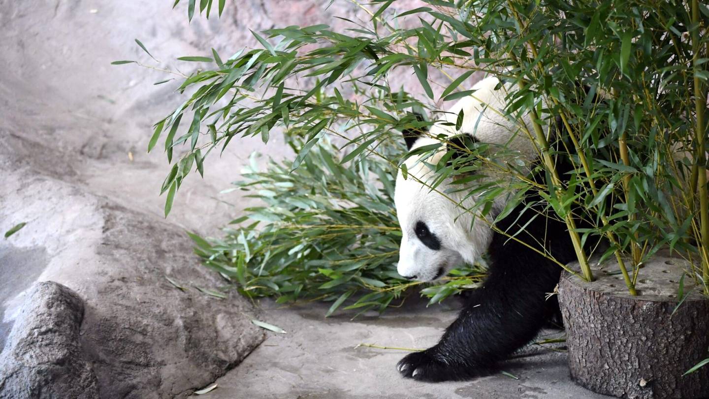 Pandat | Ähtärin eläinpuiston taloudesta tyly varoitus: Jatko vaakalaudalla