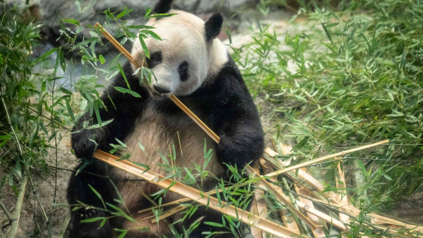 Pandat | Japanilaiset hyvästelivät kyynel­silmin Kiinan ”pehmeän diplomatian” pandoja